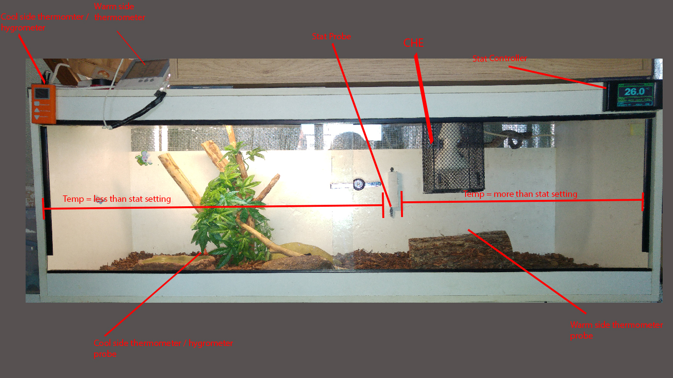 vivarium thermostat setup